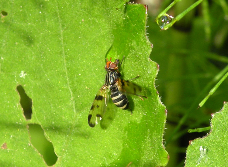 Bombyliidae o Tephritidae?